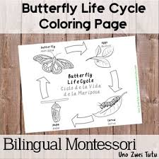 Learn about the housefly life cycle and why a housefly must 'breed like flies'. Bilingual Butterfly Life Cycle Coloring Page English Spanish Tpt