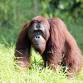 ORANGUTANS and other WILDLIFE OF SABAH  By Peter event image