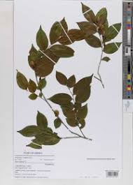 Image result for Carpolobia