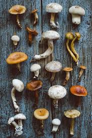 Epingle Sur Recettes Au Champignons