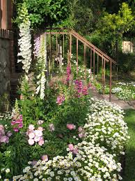 Shasta Daisy Border For Flower Bed Of Foxglove Snapdragon And Roses Cottagegarden Cottage Garden Garden Inspiration Beautiful Gardens