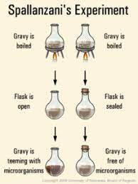 The Theory Of Biogenesis Spallanzani S And Pasteur S Experiment