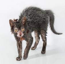 Lykoi Cat Sphynx Kittens For Sale Lykoi Cat Kittens