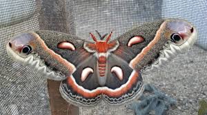 Image result for Cecropia