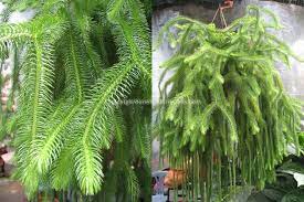 This is great plant to grow mounted or in a hanging basket in humid conditions as it grows into large beautiful pendant specimens. Lycopodium Squarrosum Plants Ferns Garden Garden Containers