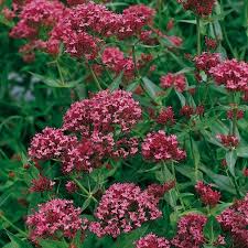 Pflanzen Kolle Spornblume Rot 11 Cm Topf Faszinierender Pflegeleichter Dauerbluher Mit Leuchtend Roten Bluten Blumen Fur Garten Pflanzen Stauden