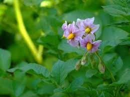 Image result for Solanum tuberosum
