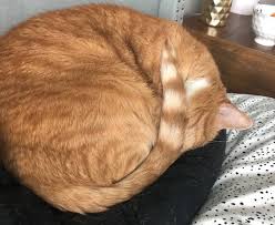If the cat has serious concerns about body temperature, it will curl up for warmth. Cat Sleeping Positions And What They Mean Saatva