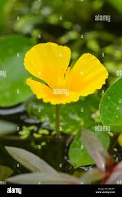 Image result for Limnocharitaceae