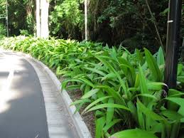 Image result for Molineria