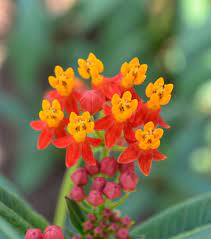 Red And Yellow Yellow Butterfly Butterfly Bush Red