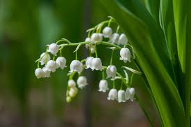 3 to 8 for several species. Planting Lily Of The Valley Flowers How To Grow Lily Of The Valley Plants