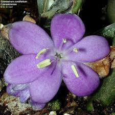 Image result for Tecophilaeaceae