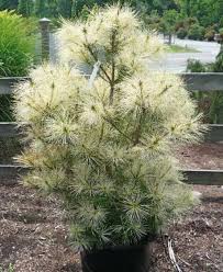 Image result for Hunteria densiflora