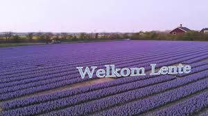 Maybe you would like to learn more about one of these? Flowers In Holland Youtube