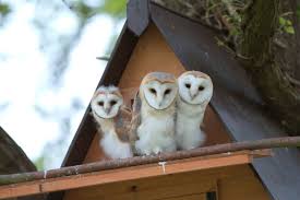 The building is surrounded by grasslands and scrubby forest. Barn Owl Trust On Twitter Free Plans For Our Recommended Deep Owl Box Designs Https T Co Zgyxgugj84 Bto