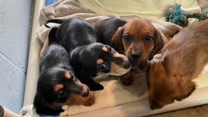 We are a small hobby breeder of miniature dachshunds. B C Dog Breeder Disputes Spca Claims After Seizure Of 38 Dachshunds Near Kamloops Ctv News
