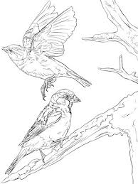 The kids will love these fun santa coloring pages. English Sparrows Coloring Page Free Printable Coloring Pages Coloring Pages Sparrow Coloring Page Bird Coloring Pages