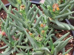 Image result for Hereroa