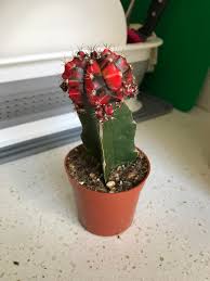 The bright neon colors are usually in the shape the beautiful, bright, colorful part of the moon cactus naturally does not produce chlorophyll, and the lack of chlorophyll allows for the bright, vibrant. The Newest Addition To My Family Variegated Black Red Moon Cactus Succulents