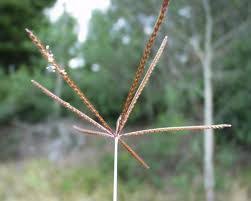 Image result for Leptochloa uniflora