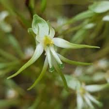 Image result for Habenaria nyikana