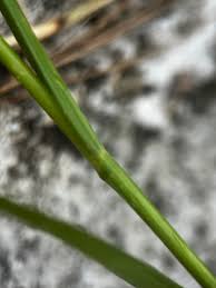 Image result for Sporobolus tenuissimus