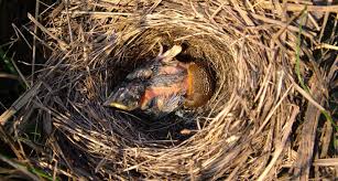 Giant Slugs Snack On Baby Birds Science News For Students