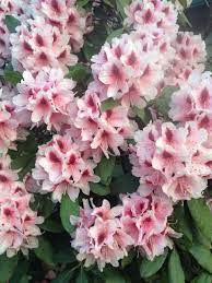 When The Flowers Fade It S Time To Trim Flowers Azaleas Rhododendron