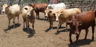 The original brahman cattle bred within the united states was genetically developed from the movement of over 250 bulls and at least 22 cows found to be descendants of a number of cattle breeds found in india and were successfully imported into the united states sometime between 1854 and 1926. Tuli Cattle South African Smallholder Online