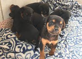 These dogs are available for adoption via aspca adoption center at 424 e. Latest News Houston Humane Society Animal Shelter Veterinary Clinic