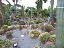 Weitere ideen zu garten, kakteen garten, pflanzen. Kakteengarten Bild Botanischer Garten Giardini Ravino In Forio Ischia Ischia