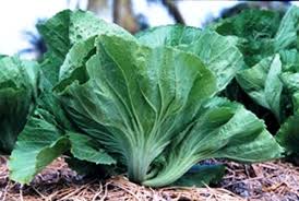 27 april 201619 maret 2015 oleh miftahul yahyadanusa. Inilah Gambar Sawi Pahit Benih Sayur Pilihan Petani Indonesia Platinum Seed