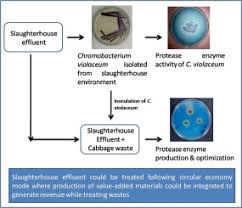 Protease enzyme is used in different industry as it helps in breaking down of proteins and this makes them excellent for stain removal. Production Of Protease Enzyme From Slaughterhouse Effluent An Approach To Generate Value Added Products From Waste Sciencedirect