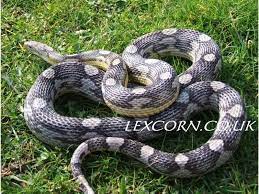 Corn Snake Hurricane Morph Hurricane Refers To A Pattern Morph And Can Be Combined With Any Color Morph Hurricane Patterns Corn Snake Reptile Snakes Snake