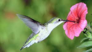 I have sweet autumn clematis and i have never seen any of my hummers use it. Keep Your Garden Humming With Hummingbirds