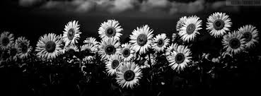 Maybe you would like to learn more about one of these? Sunflower Field Black And White Facebook Cover