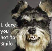 Funny animal pictures like what you will see in this collection is one of the most shared contents on facebook. Cute And Funny Animals Home Facebook