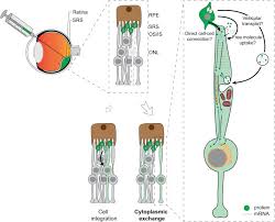 Metal kitchen rack w \/metal rods vs cones function eyes wide. Transplantation Of Photoreceptors Into The Degenerative Retina Current State And Future Perspectives Sciencedirect