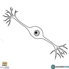 Bipolar Neuron Nervous System Anatomyzone
