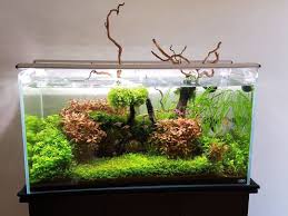 Ada 90p By Reddit User Jusscallme J Planted Aquarium Aquarium Aquascape