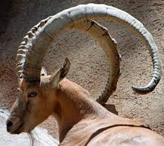 Ibex Mountain Goats Of Europe And Asia With Horns And Attitude Mountain Goat Goats Ibex