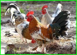 9 Jenis Ayam Paling Mahal Di Dunia Cemani Termahal Ekor9 Com Hewan Binatang Dunia