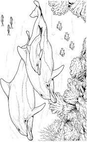 Dauphins Dolphin Coloring Pages Coloring Pages Coloring Pages For Kids