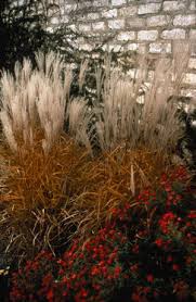 Image result for Miscanthus violaceus