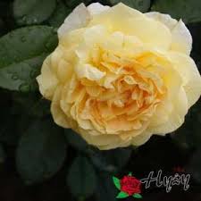 Okrzyknięte najtwardszymi różami na świecie! Roze Parkowe Sadzonki Rozeogrodowe Pl Szkolka Grzegorz Hyzy Rose Flowers Plants