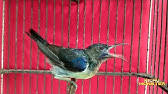 Memiliki warna dan badan yang cenderung merah bata. Burung Prit Gantil Youtube