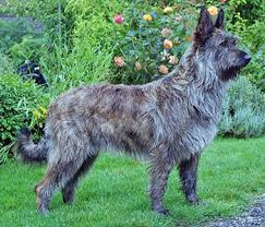 55 to 70 pounds life span: Berger Picard Dog Breed