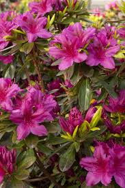 Girard 39 S Fuchsia Azalea Monrovia Girard 39 S Fuchsia Azalea Spring Plants Azaleas Monrovia Plants