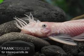 Verkaufe sehr schöne 144 er! Weisser Antennenwels Ancistrus Sp Weiss Tiere Zierfische Welse Antennenwelse